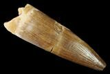 Fossil Plesiosaur (Zarafasaura) Tooth - Morocco #166703-1